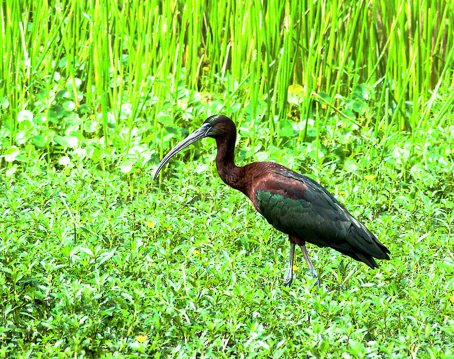 Glossy Ibis Photograph - Copper And Green by Norman Johnson Glossy Ibis Photograph - Copper And Green by Norman Johnson