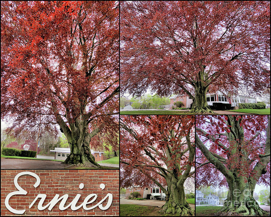 Copper Beech Tree at Ernies Photograph by Janice Drew