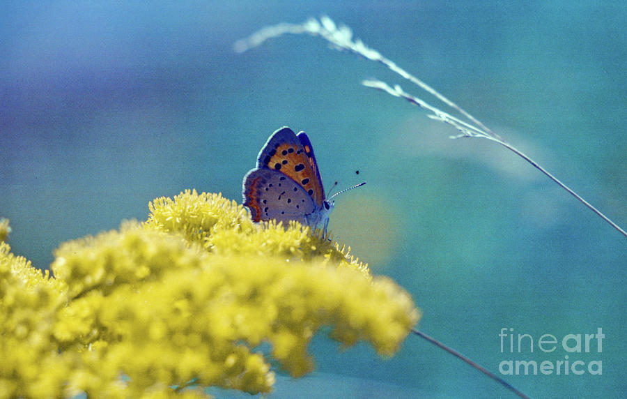 Copper Butterfly Photograph - Copper Butterfly on Goldenrod  832 by Stephen Parker