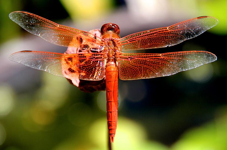 Copper Dragon Fly Back view Photograph by Deanne Rotta - Fine Art America