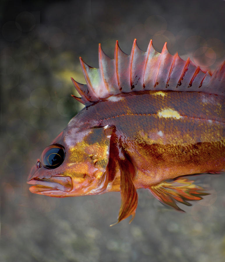 Copper Fish Photograph by Adria Trail