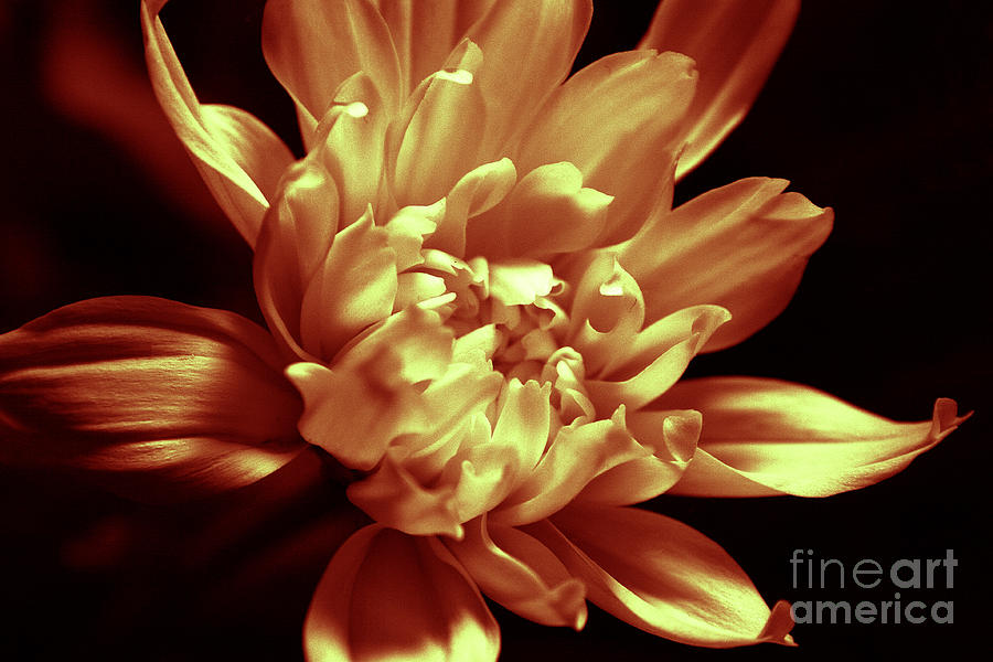 Copper Flower Photograph by Deborah Marshall - Fine Art America