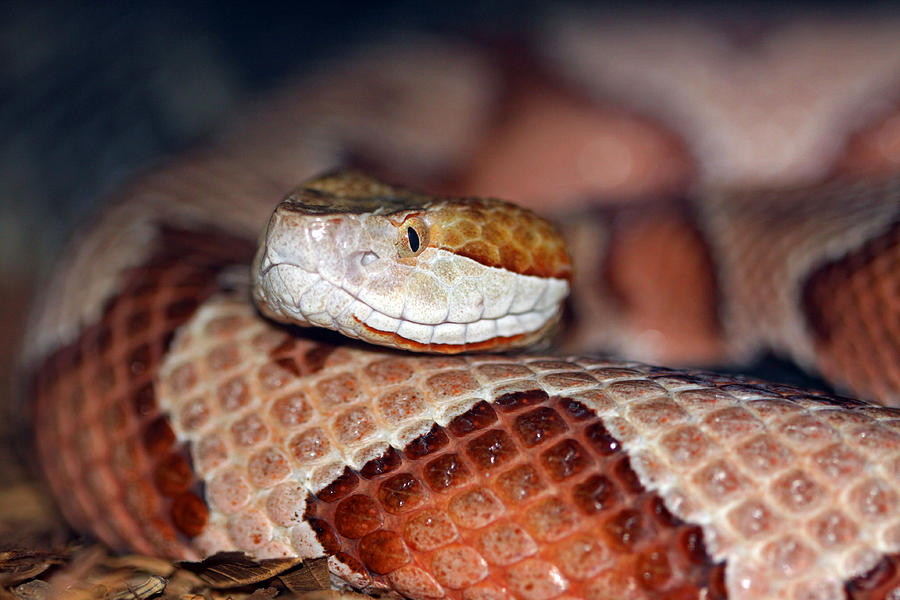 Copper Head Knot Photograph by Paul Slebodnick - Pixels