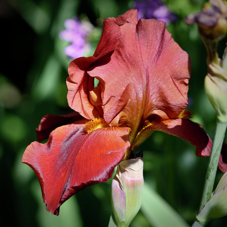 Iris Photograph - Copper Iris Squared 6 by Teresa Mucha
