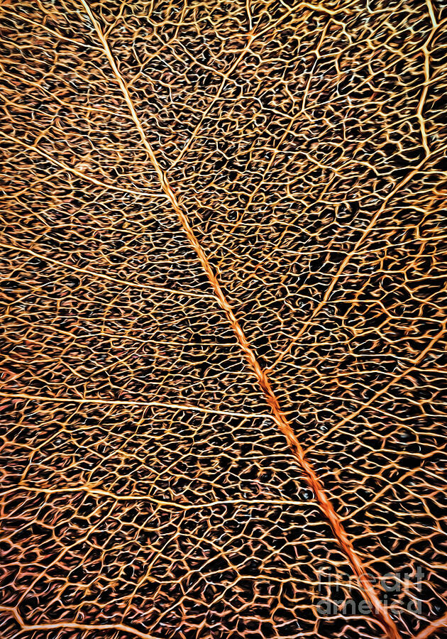 Copper Leaf Digital Art by Jean OKeeffe Macro Abundance Art
