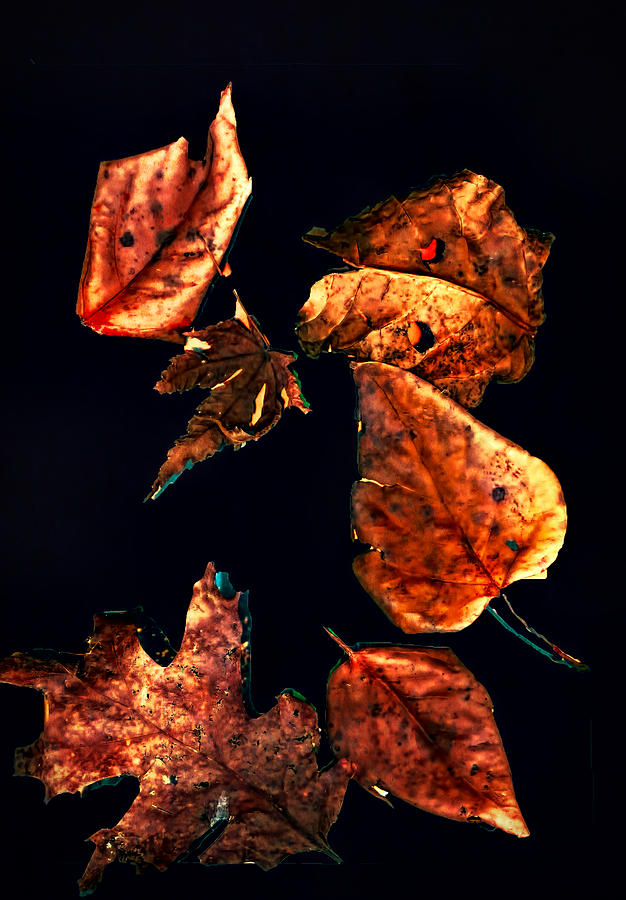 Copper Leaves Digital Art by Cathy Anderson