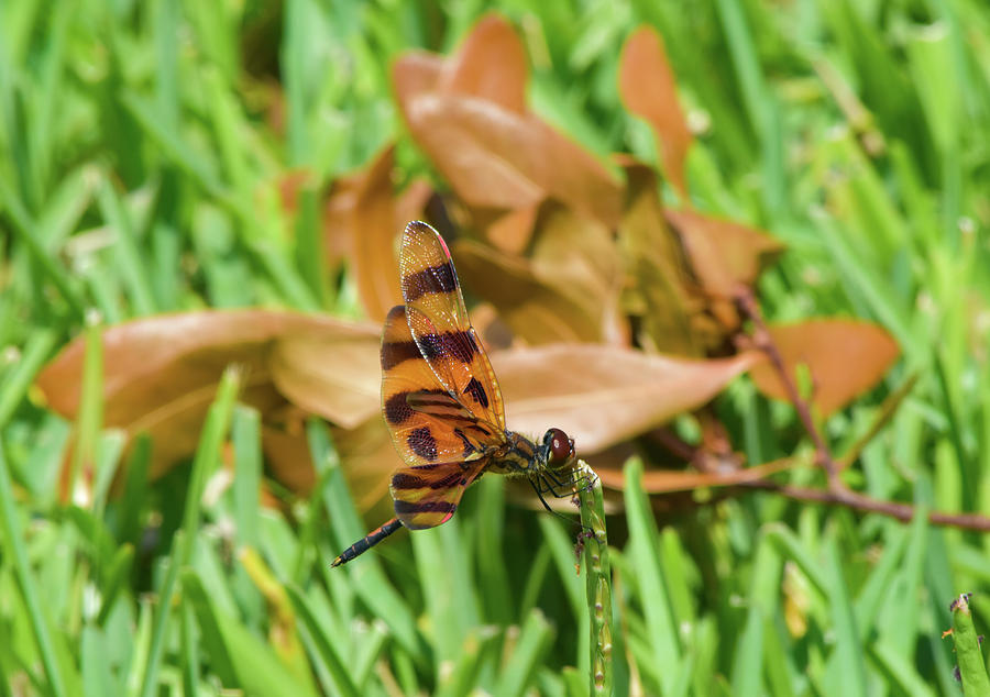 Insects Photograph - Copper On Gold Dragonfly by William Tasker