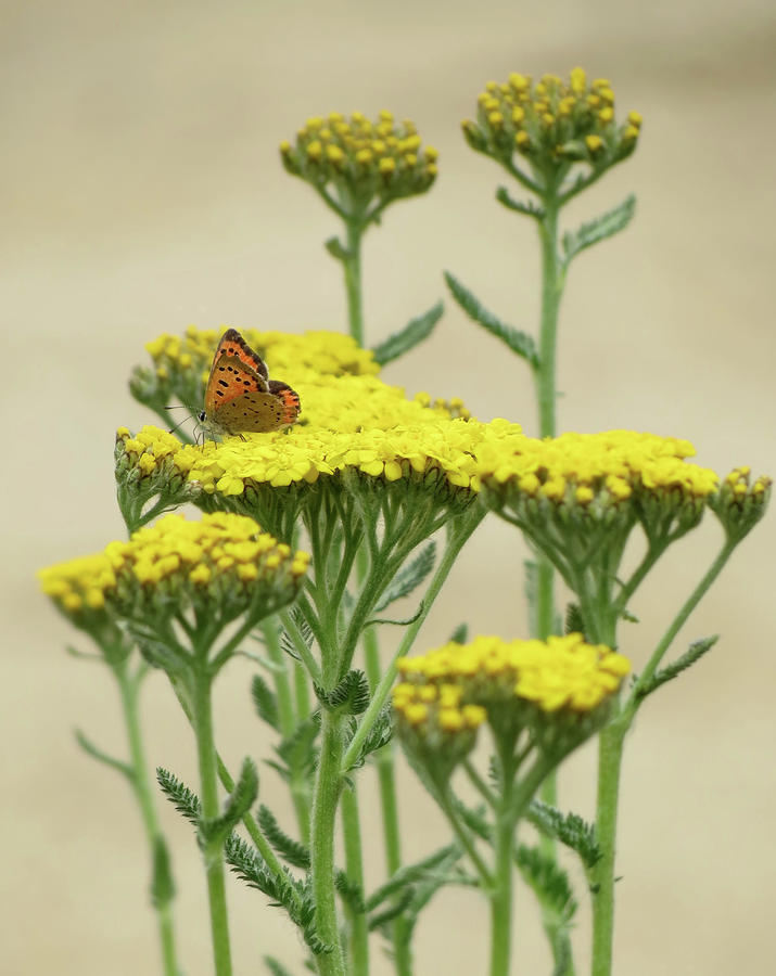 Copper on Yellow - Butterfly Photograph by MTBobbins Photography