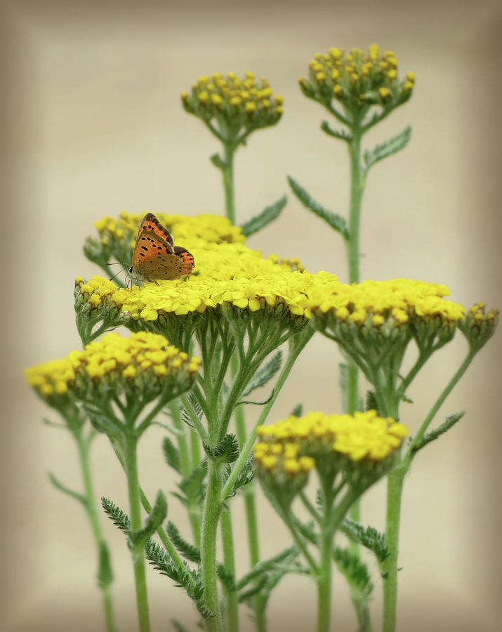 Copper on Yellow - Butterfly - Vignette 2 Photograph by MTBobbins Photography