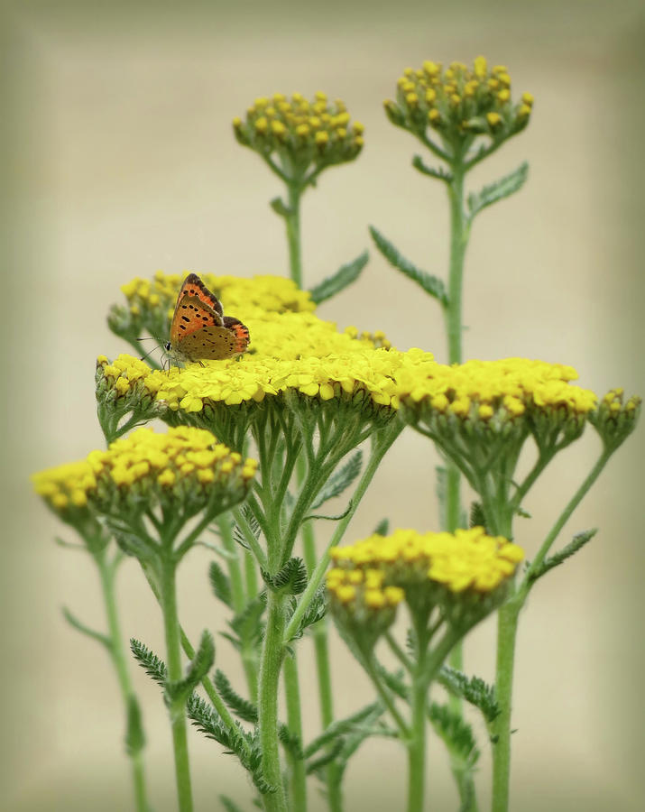 Copper on Yellow - Butterfly - Vignette Photograph by MTBobbins Photography