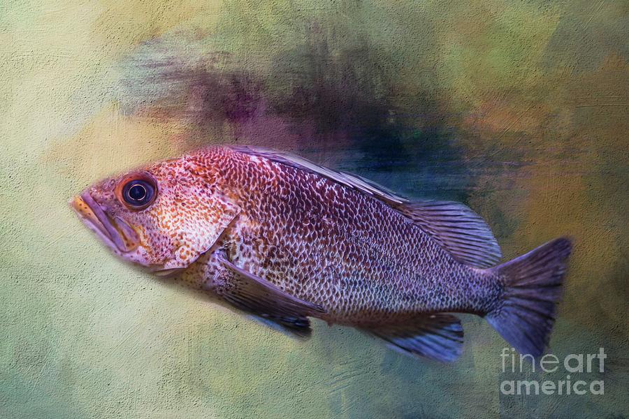 Copper Rockfish Photograph by Eva Lechner
