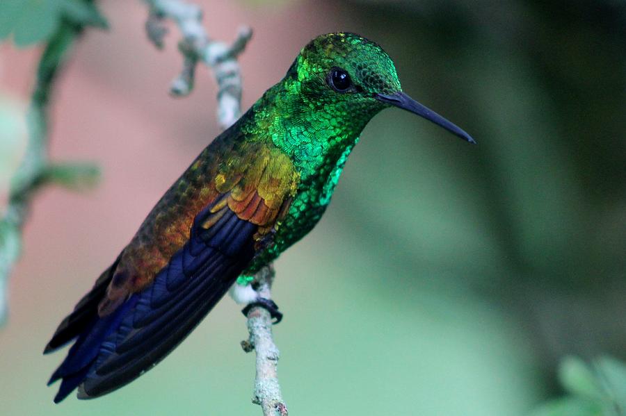 Copper rumped Beauty Hummingbird Photograph by Sue Law - Fine Art America