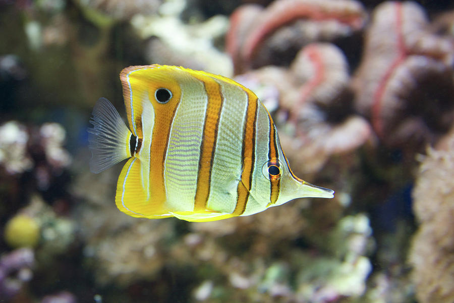 Copperband butterflyfish swimming through a coral reef Photograph by ...