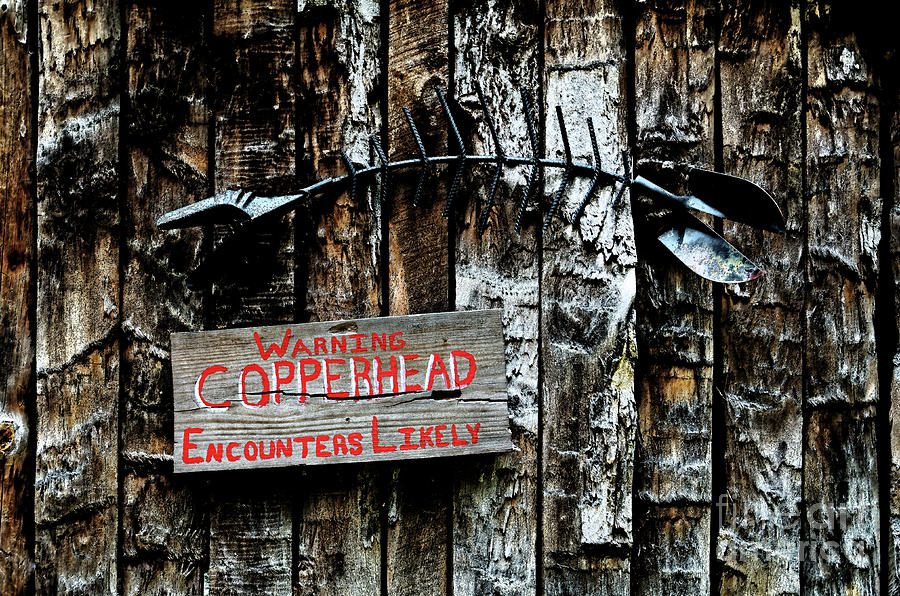Copperhead Encounter Photograph