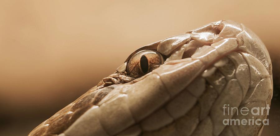 Snake Photograph - Copperhead Glare by Nando Lardi