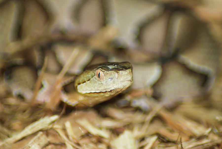 Copperhead Photograph By Kevin Batchelor Photography - Fine Art America