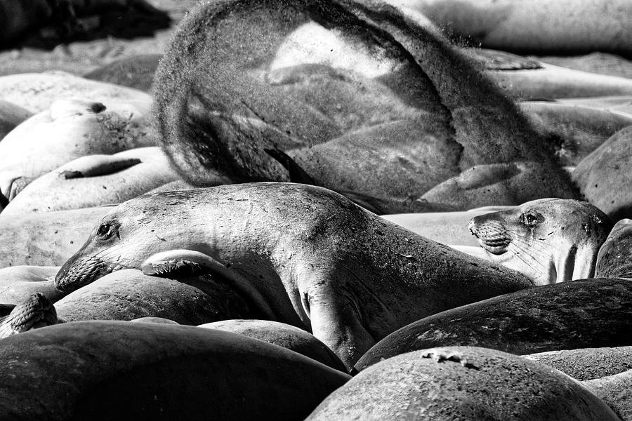 Coppertone Girls -- Elephant Seals at Piedras Blancas Elephant Seal Rookery, San Simeon, California Photograph by Darin Volpe