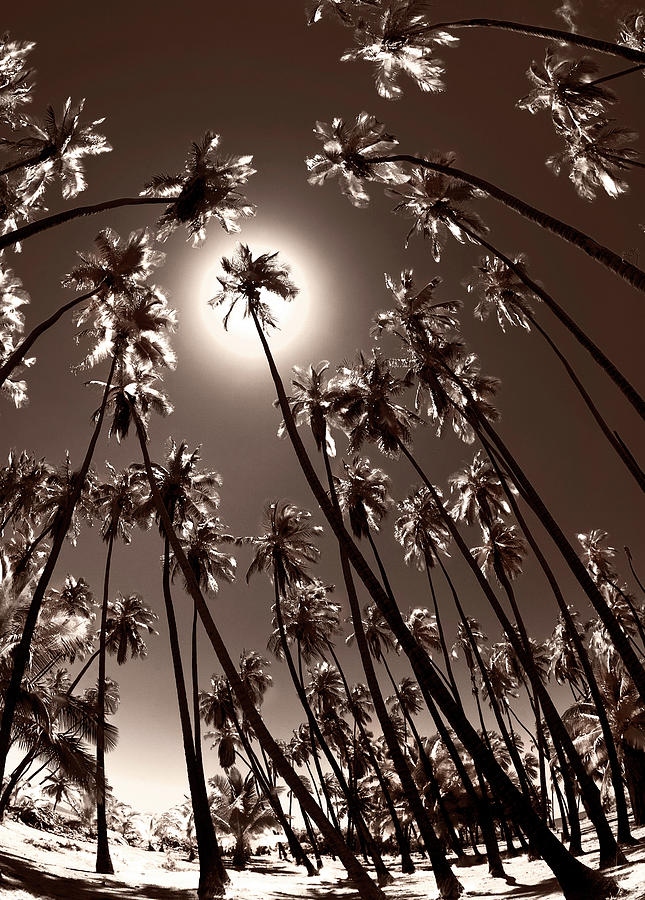 Coppertone Palms - Sepia Photograph by Sean Davey