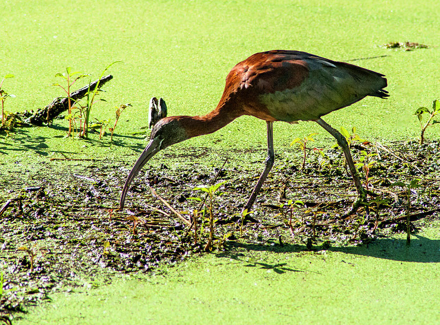 Glossy Ibis Photograph - Coppery Sheen by Norman Johnson Glossy Ibis Photograph - Coppery Sheen by Norman Johnson