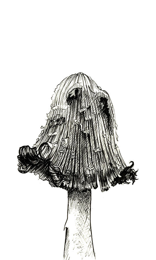 mushroom sketch
