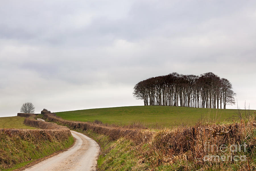 Tree Photograph - Copse on the A30 by Richard Thomas