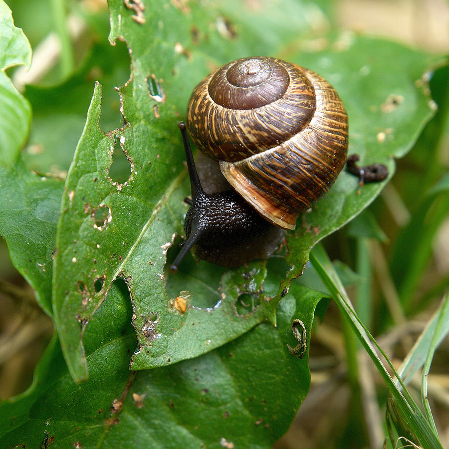 Copse snail on green Photograph by Jouko Lehto - Fine Art America