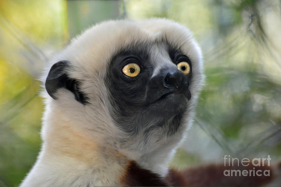 Coquerels Sifaka Lemur Photograph by Savannah Gibbs