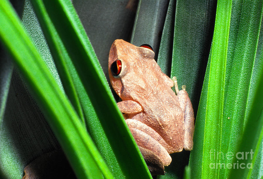 Frog Photograph - Coqui in Bromeliad by Thomas R Fletcher