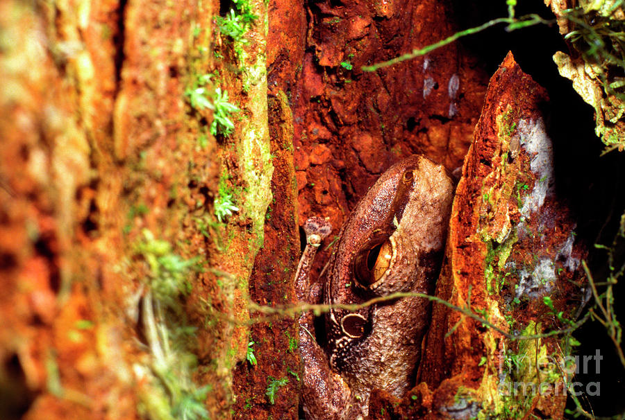 Coqui in Tree Bark Photograph by Thomas R Fletcher