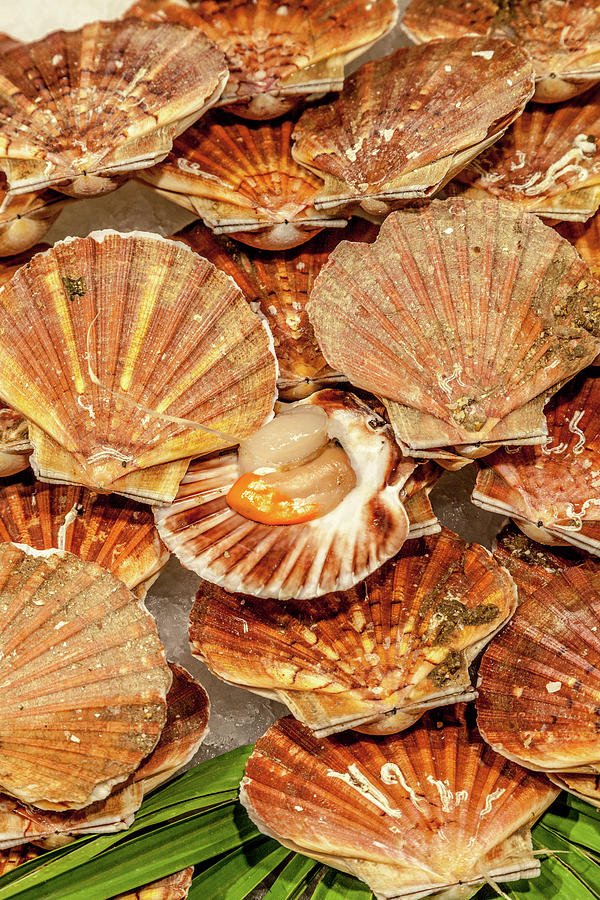 Coquilles Saint-Jacques Photograph by W Chris Fooshee