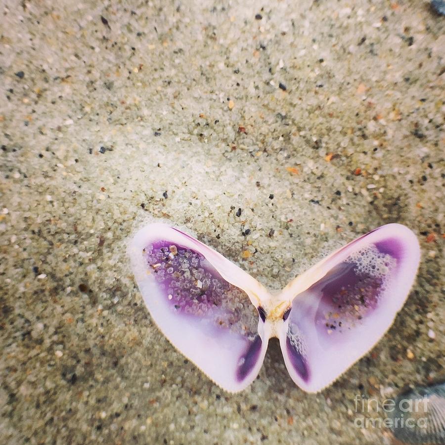 Coquina Shells Photograph by Christina McKinney - Fine Art America