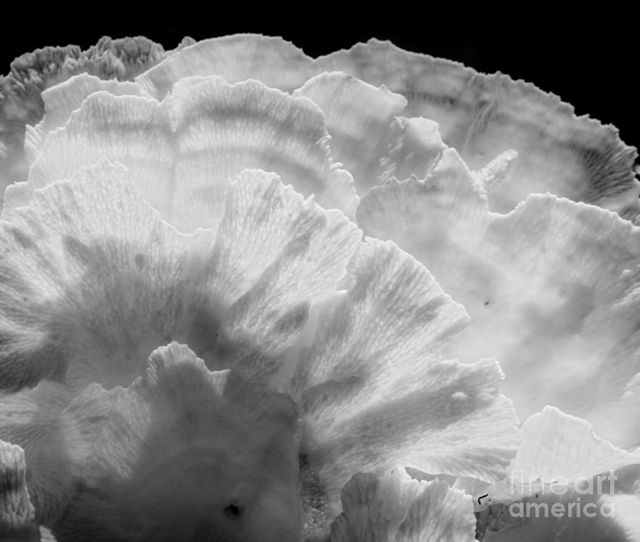 Coral Abstract 2 Photograph by James Aiken