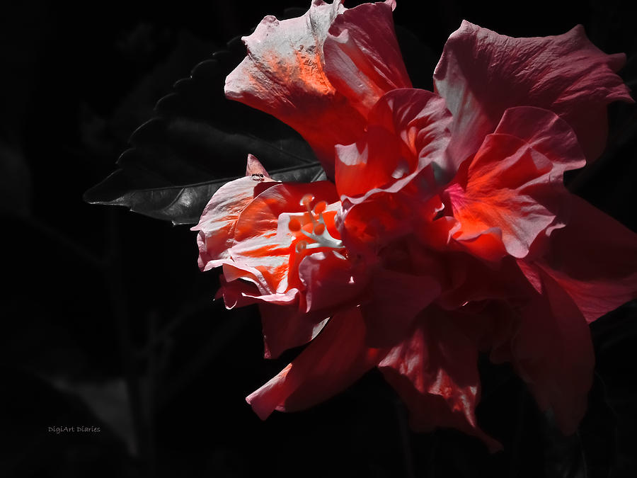 Coral and Black Photograph by DigiArt Diaries by Vicky B Fuller