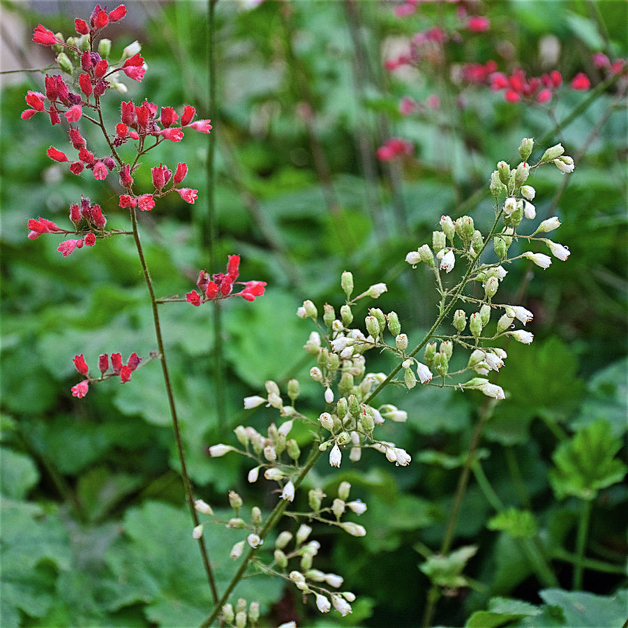 Coral and White Coral Bells in Rancho Santa Ana Botanic Gardens, Claremont-California  Photograph by Ruth Hager