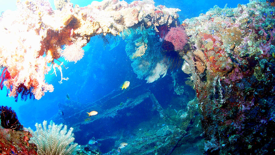 Coral Archways Photograph by Todd Hummel Coral Archways Photograph by Todd Hummel