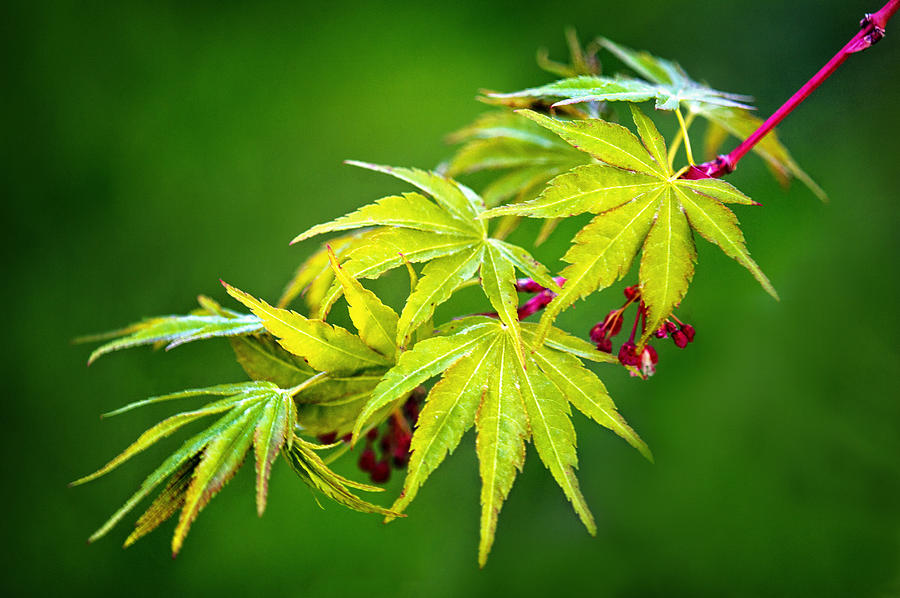 Coral Bark Japanese Maple in the Spring Photograph by Carolyn Derstine