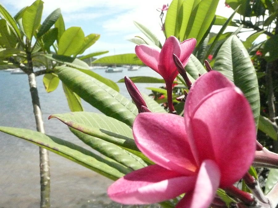 Flowers Photograph - Coral Bay 2 by Robert aka Bobby Ray Howle Flowers Photograph - Coral Bay 2 by Robert aka Bobby Ray Howle