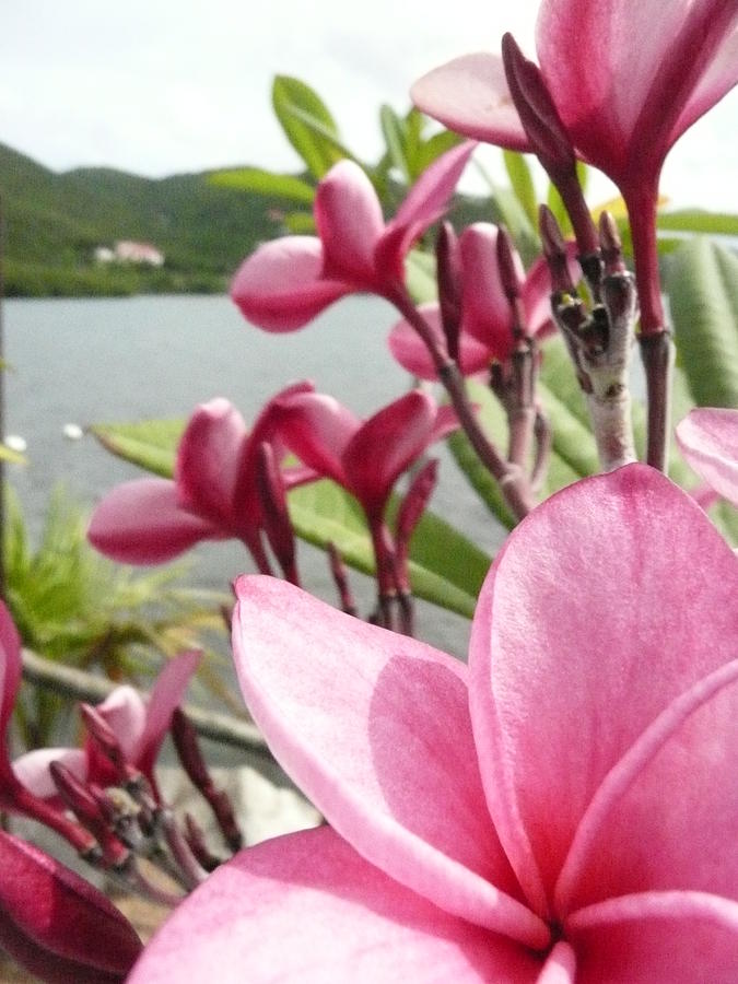 Flowers Photograph - Coral Bay 3 by Robert aka Bobby Ray Howle Flowers Photograph - Coral Bay 3 by Robert aka Bobby Ray Howle