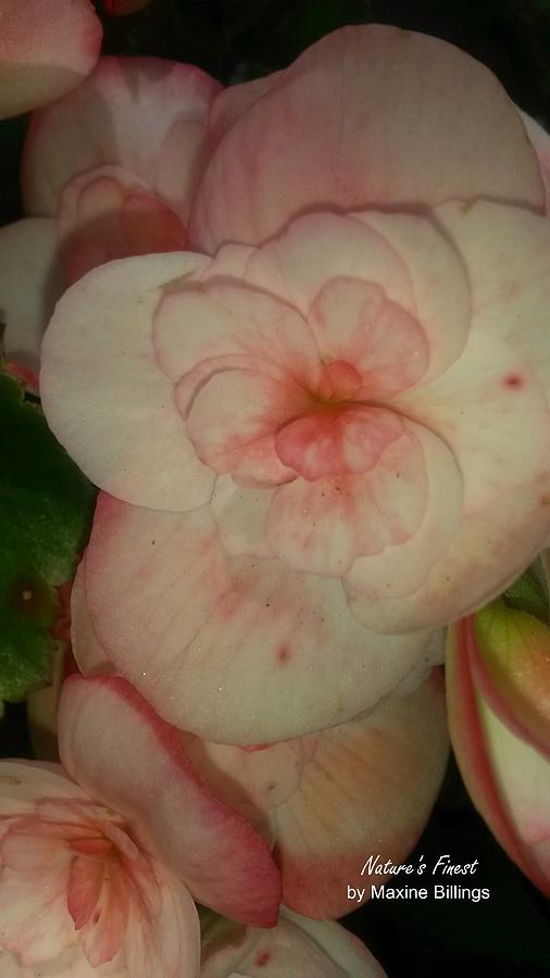 Coral Begonias Photograph by Maxine Billings