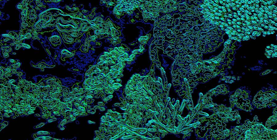 Coral Brocade Photograph by Edward Shmunes
