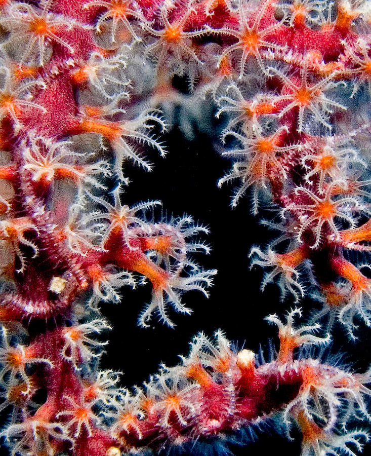 Coral Closeup Photograph by Gary Hughes