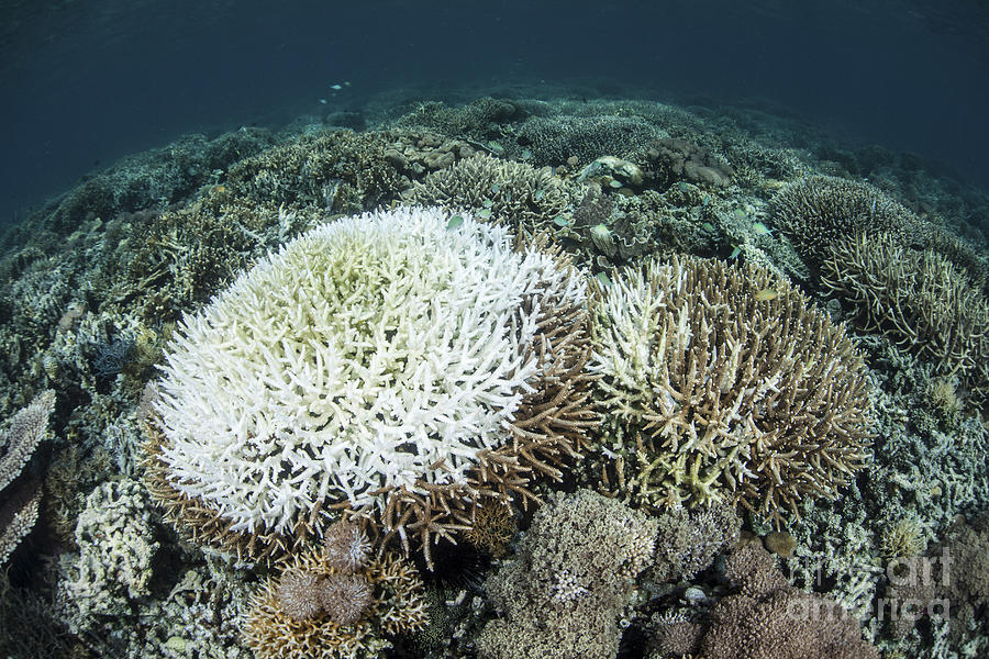 Nature Photograph - Coral Colonies Are Beginning To Bleach by Ethan Daniels