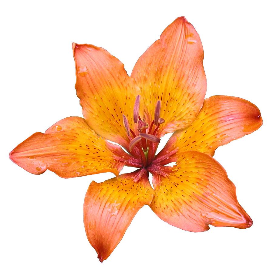 Lily Photograph - Coral Colored Lily Isolated on White by Taiche Acrylic Art