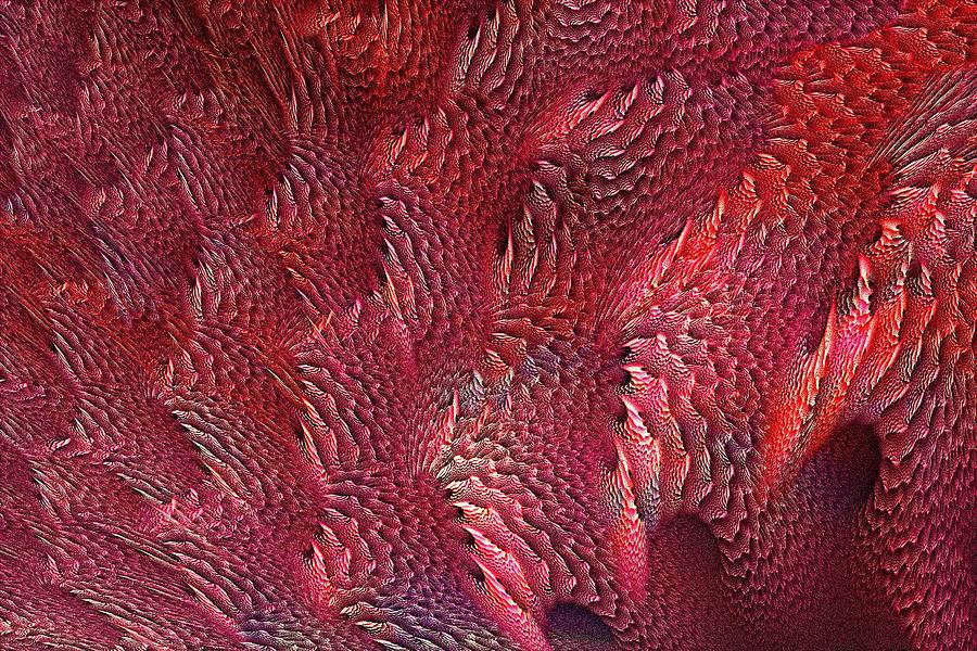Coral Coral Digital Art by Doug Morgan