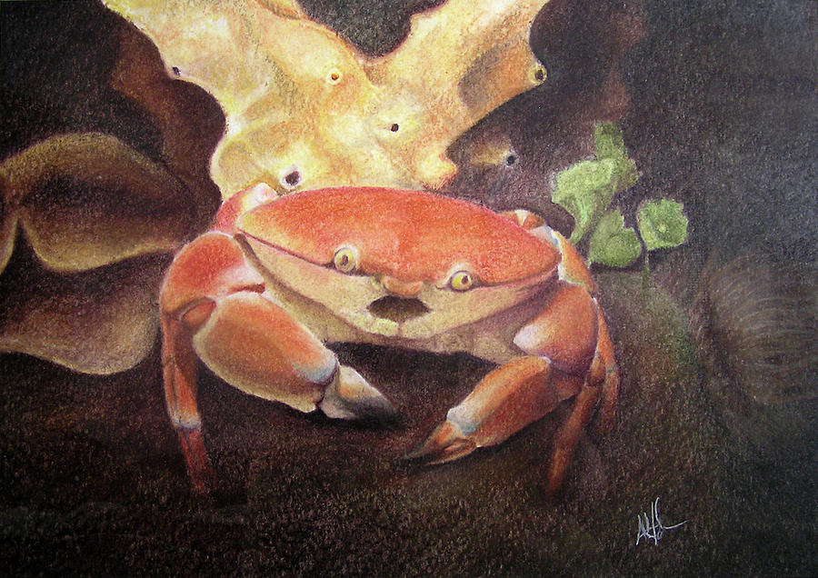 Coral Crab Painting by Adam Johnson