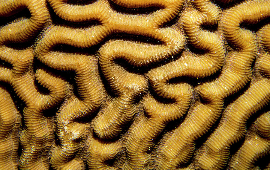 Coral Descent Photograph by Jean Noren