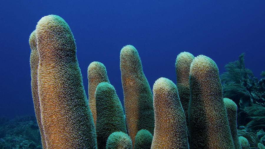 Coral Fingers Photograph
