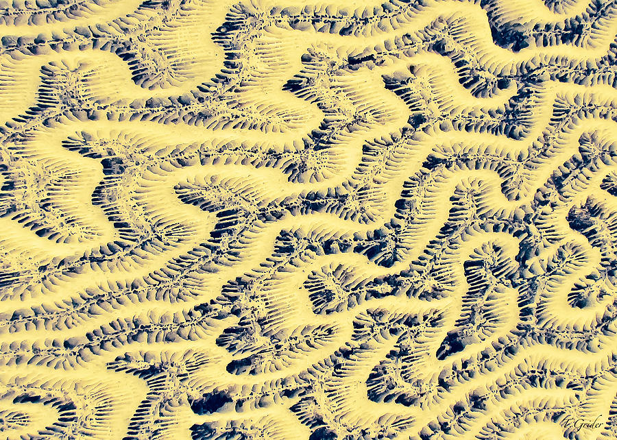 Coral Fossil Abstract -02 Photograph by Tony Grider