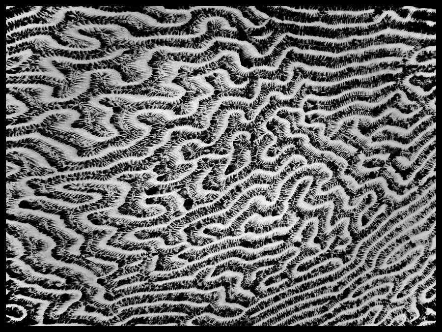 Coral Fossil Abstract -03 Photograph by Tony Grider