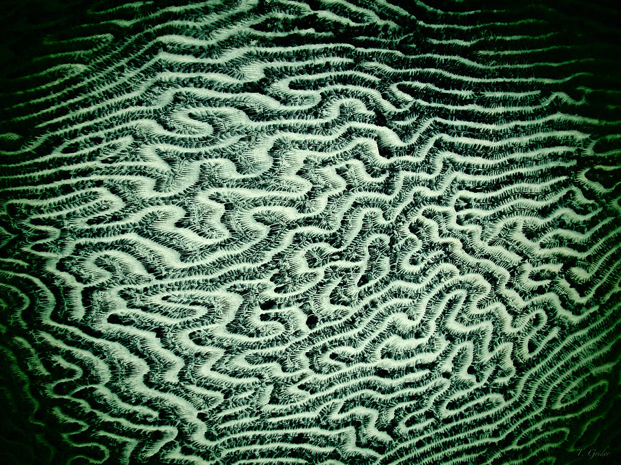 Coral Fossil Abstract -04 Photograph by Tony Grider